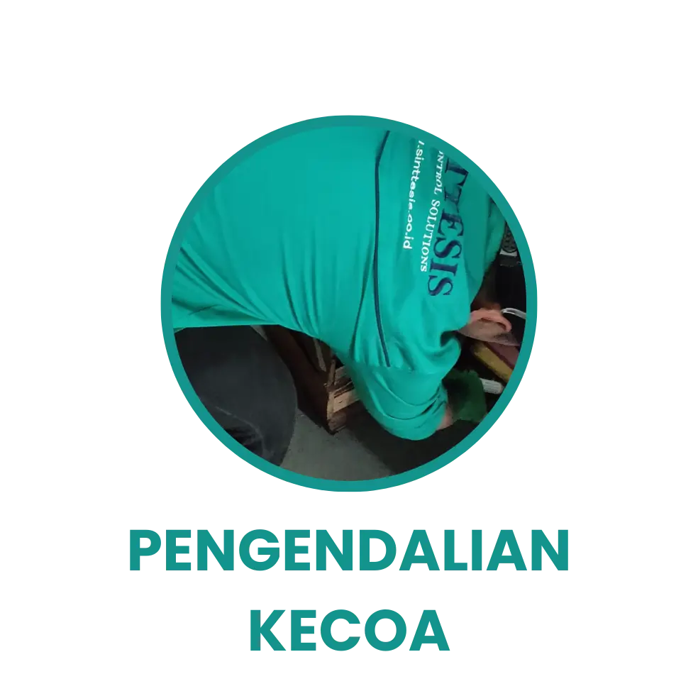 Kecoa.webp